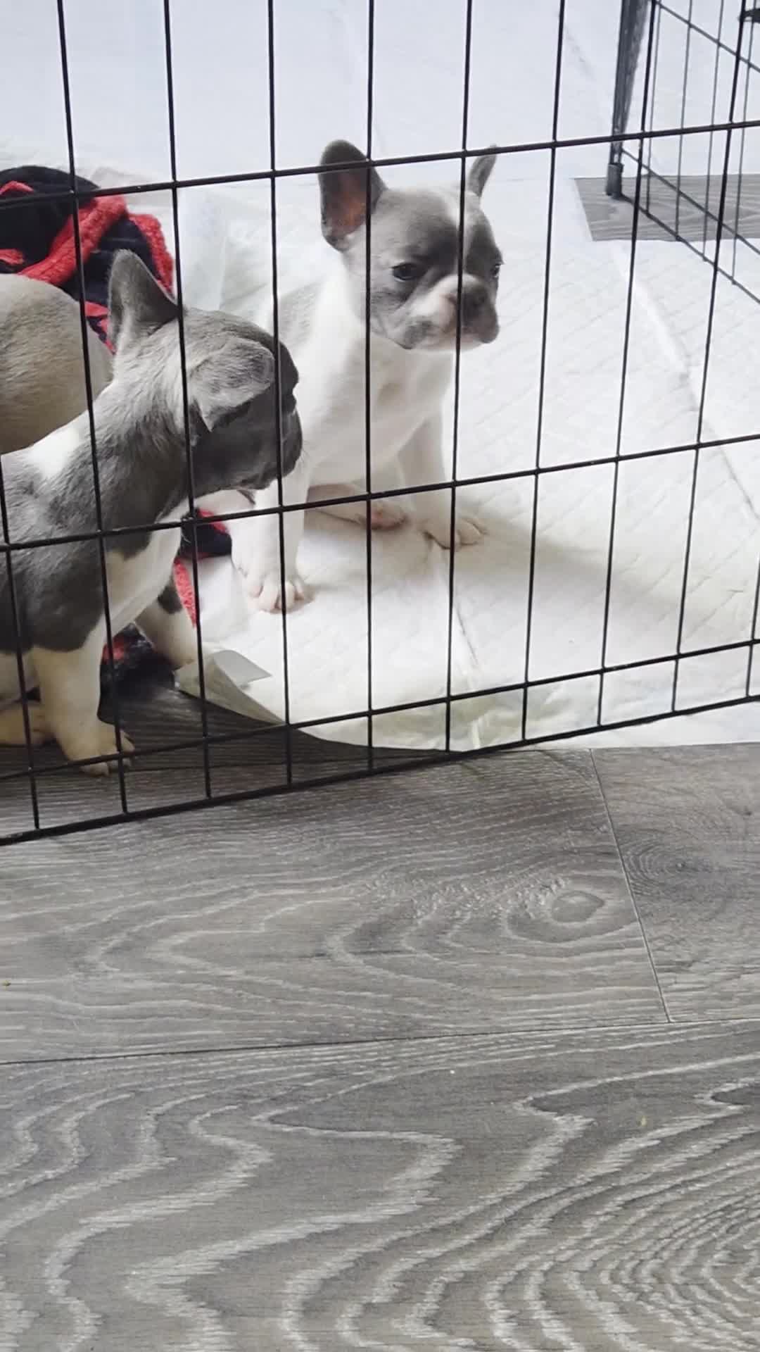 French Bulldog dogs for sale: 4 french bulldog pups READY FROM 16TH AUGUST - Video 3