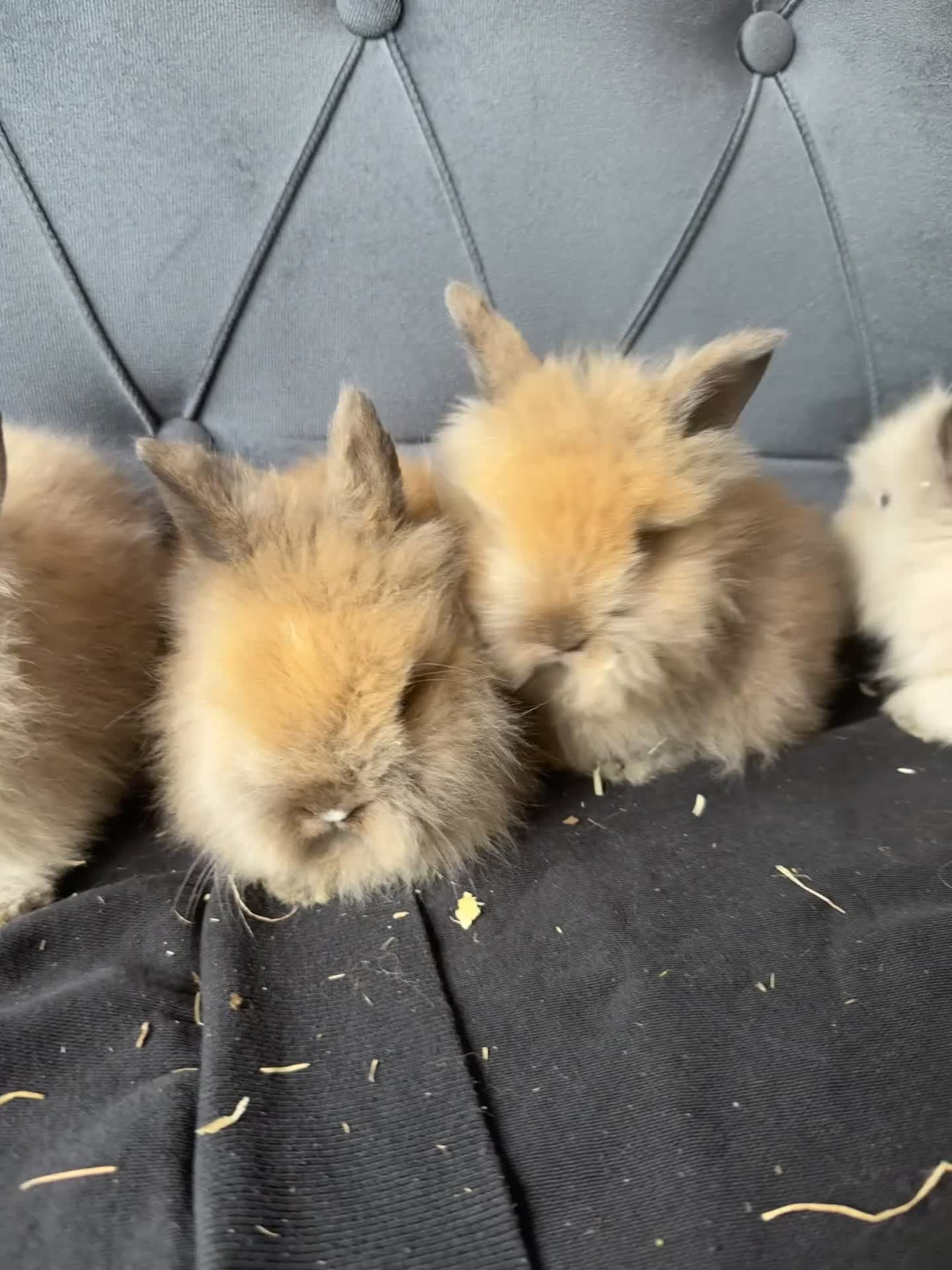 Mini Lop rabbits for sale: Baby mini lops and lion heads  - Video 1