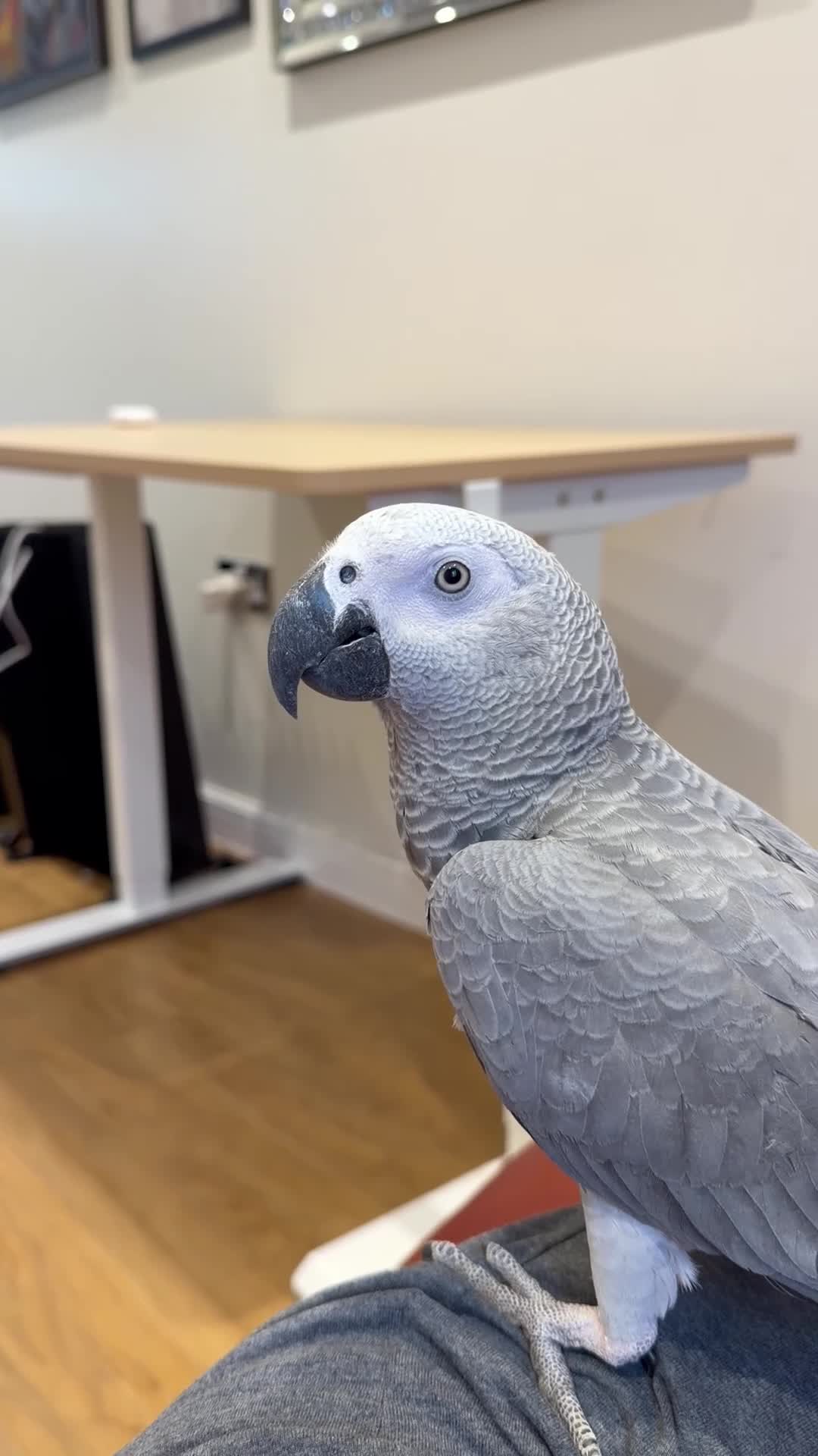 Parrots birds for sale: Krypto the amazing talking african grey in Solihull - Video 1
