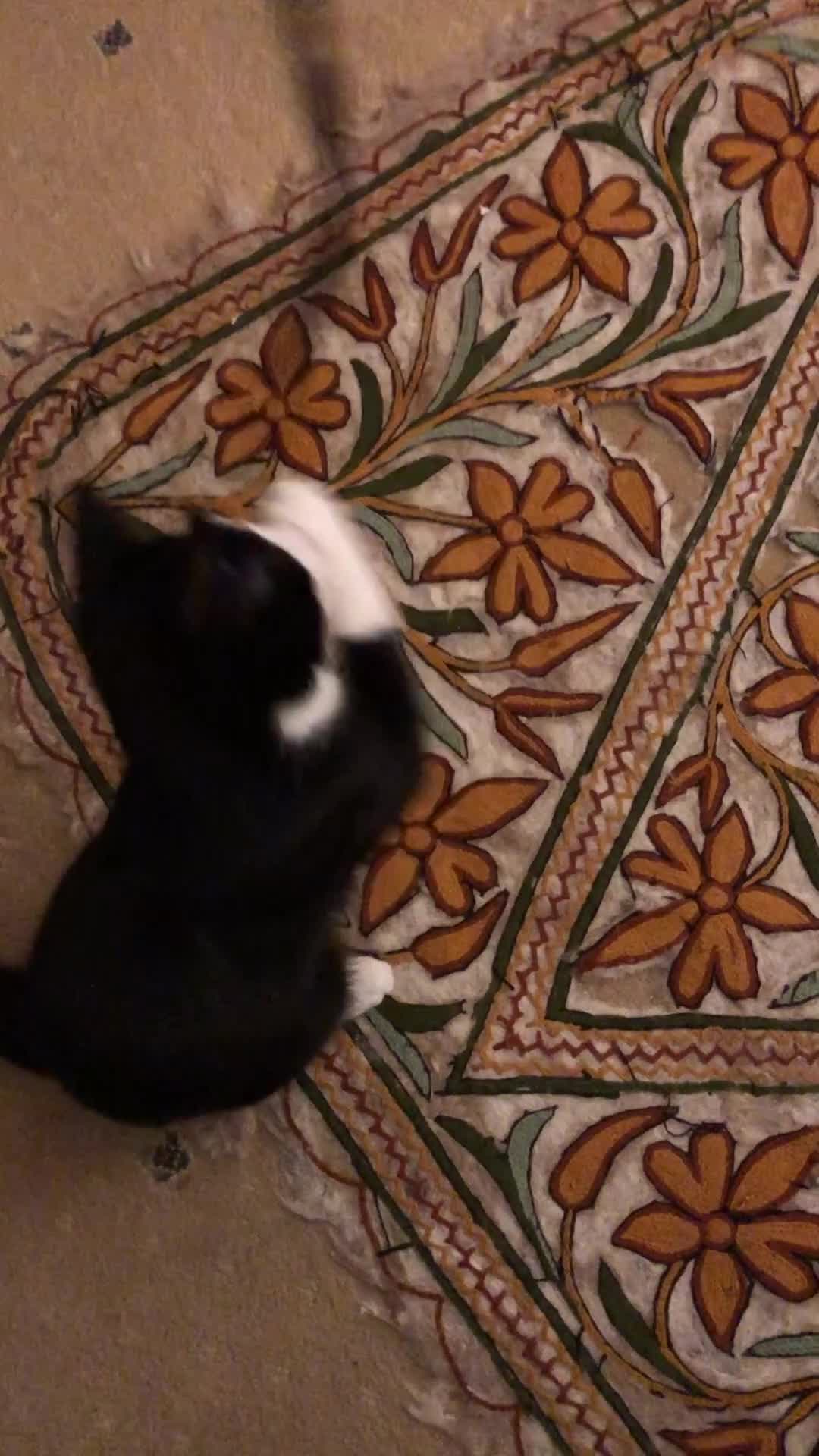 Domestic Shorthair cats for sale: Vaccinated Adorable domestic SH boy & calico girl - Video 2