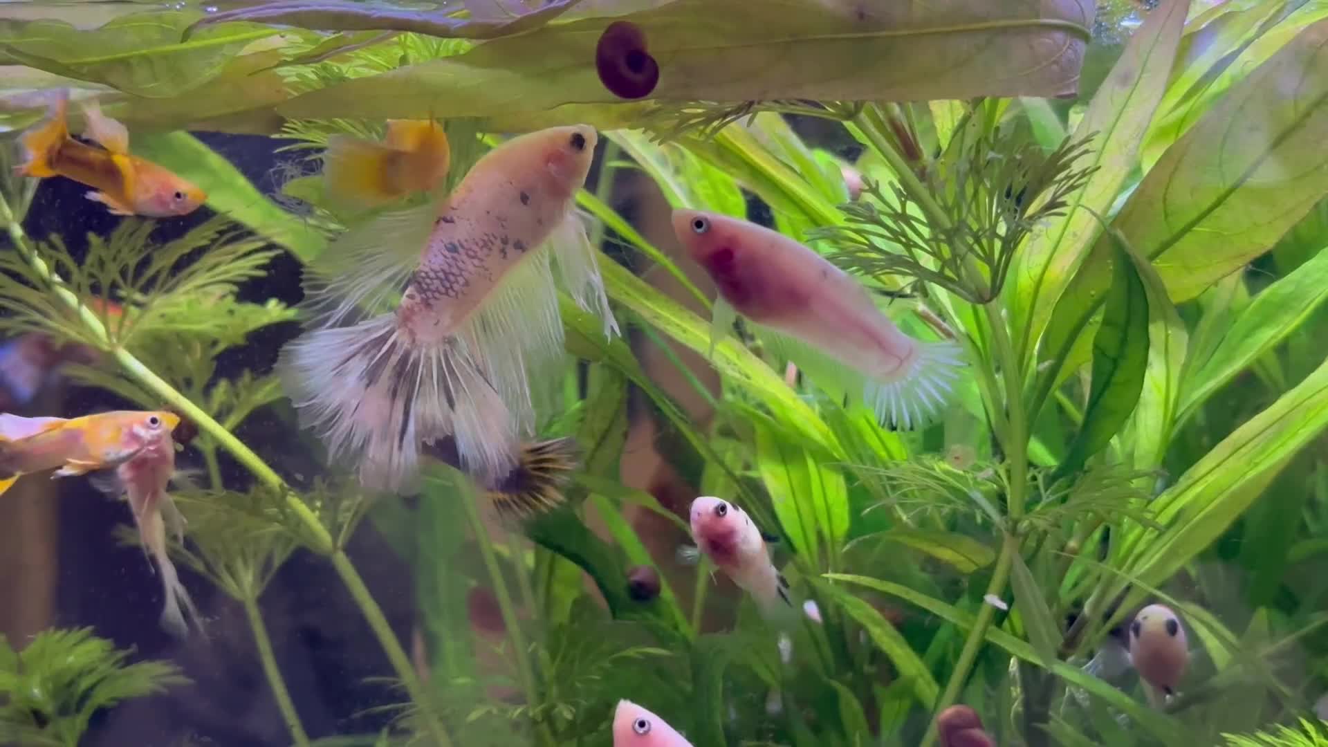 Bettas fish for sale: Plakat female koi betta fish  - Video 2