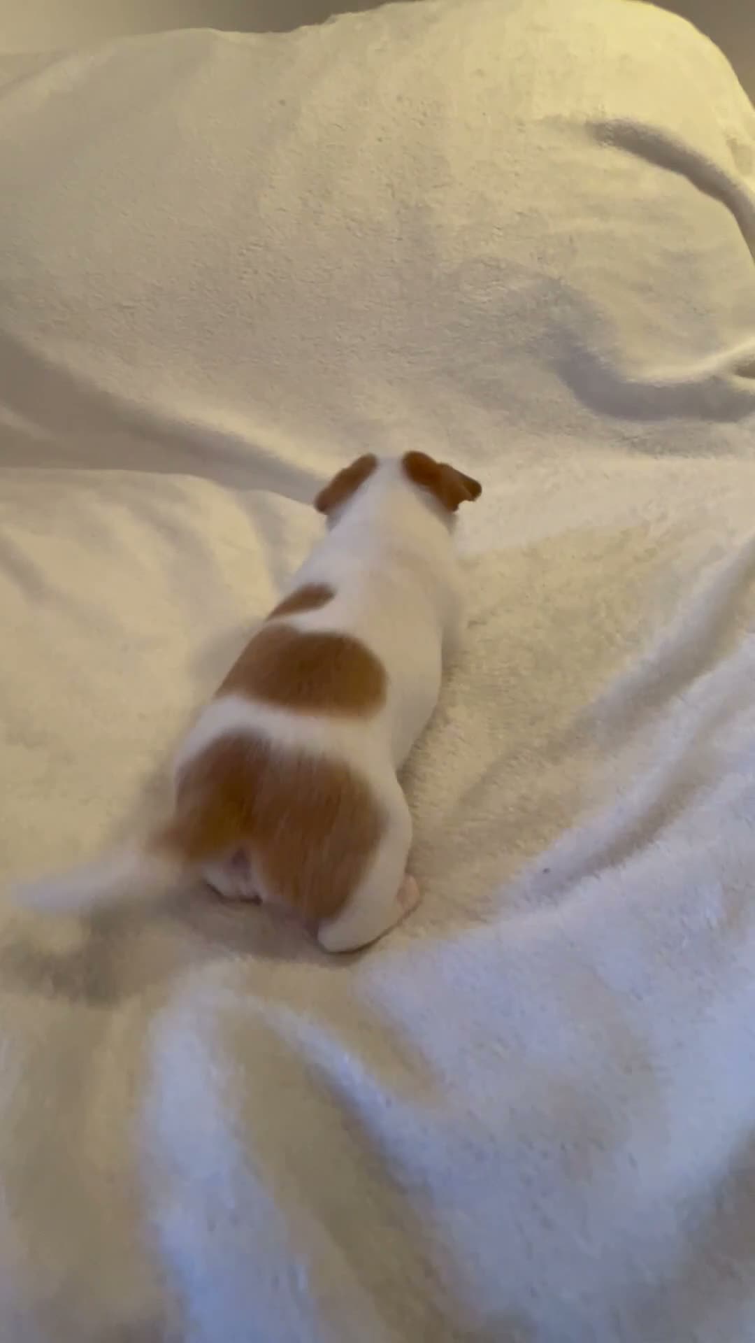 Chihuahua dogs for sale: Chihuahua puppies 3 boys & a girl for sale - Video 3