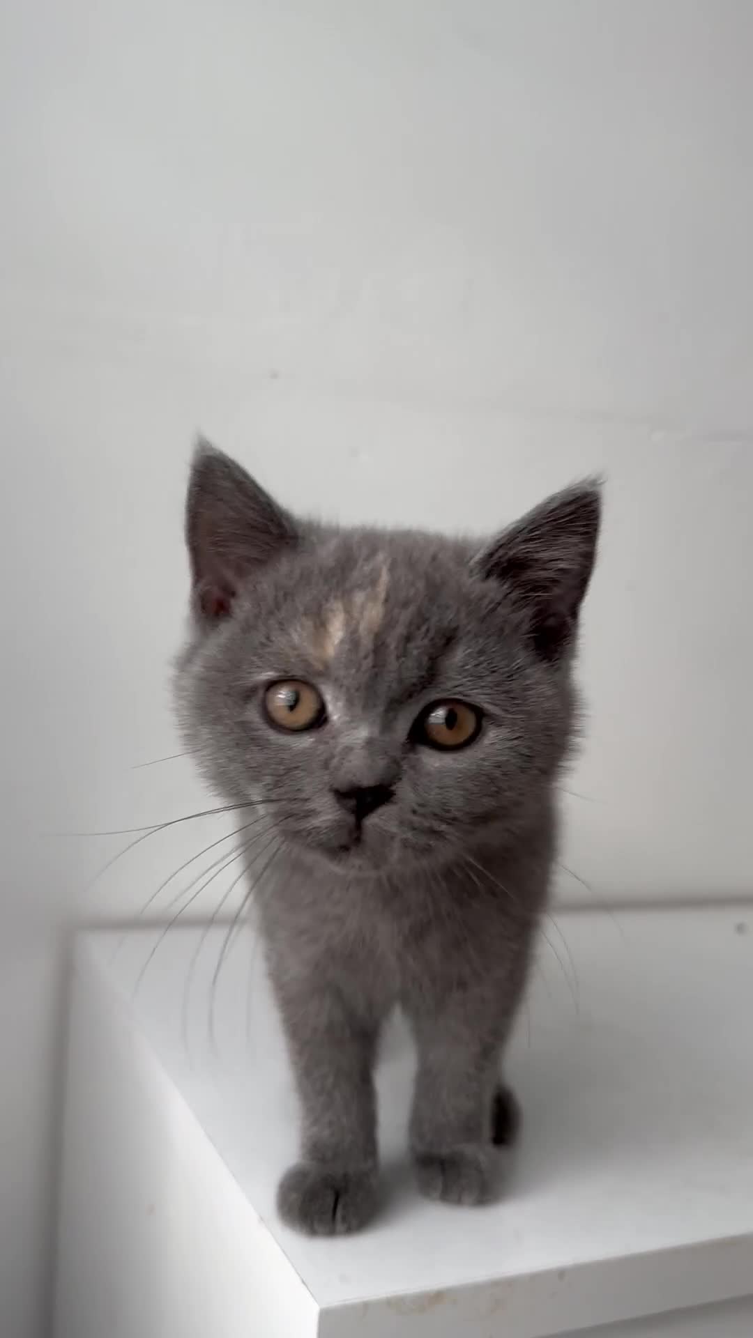 British Shorthair cats for sale: Pedigree British shorthair blue tortoise female - Video 1