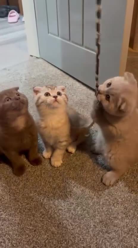 Scottish Fold cats for sale: Stunning TICA Registered Babies - Video 5