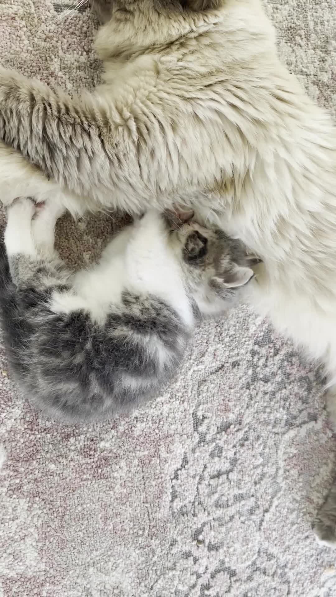 Mixed Breed cats for sale: Stunning Ragdoll Cross Kittens - Video 1