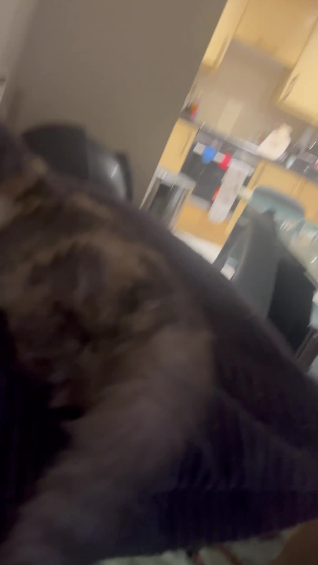 Exotic cats for sale: SHOW QUALITY EXOTIC KITTENS  - Video 2