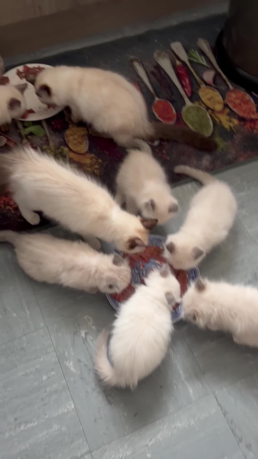 Ragdoll cats for sale: Magical dolls in Hinckley - Video 1