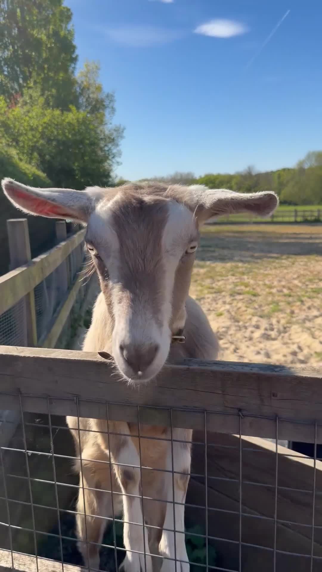 Goats livestock for sale: Very friendly female Nubian goats   - Video 1