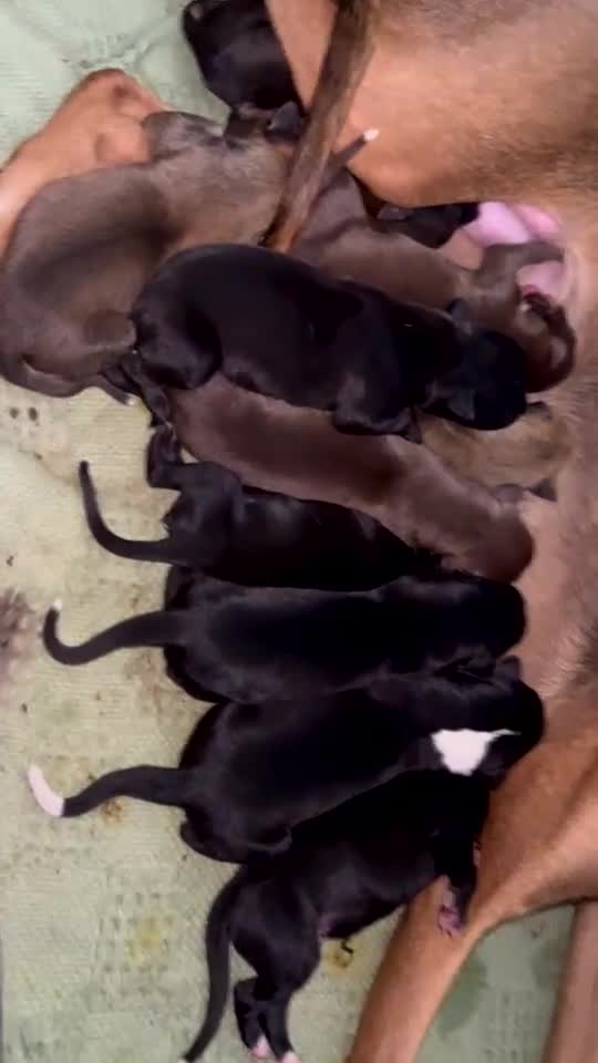 Lurcher dogs for sale: Lurcher pups in Askam-in-Furness - Video 1