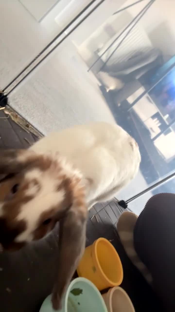 Mixed Breed rabbits for sale: Male Mixed Rabbit in Northampton - Video 2