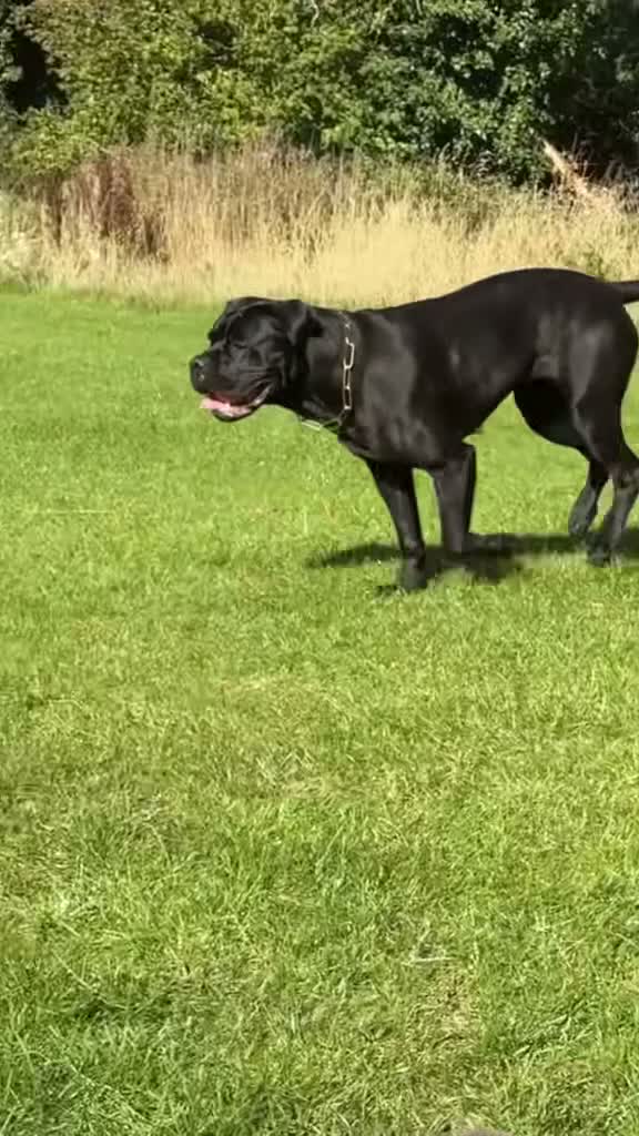 Cane Corso dogs for sale: Cane Corso puppies authentic old Italian bloodline in Newcastle upon Tyne - Video 2