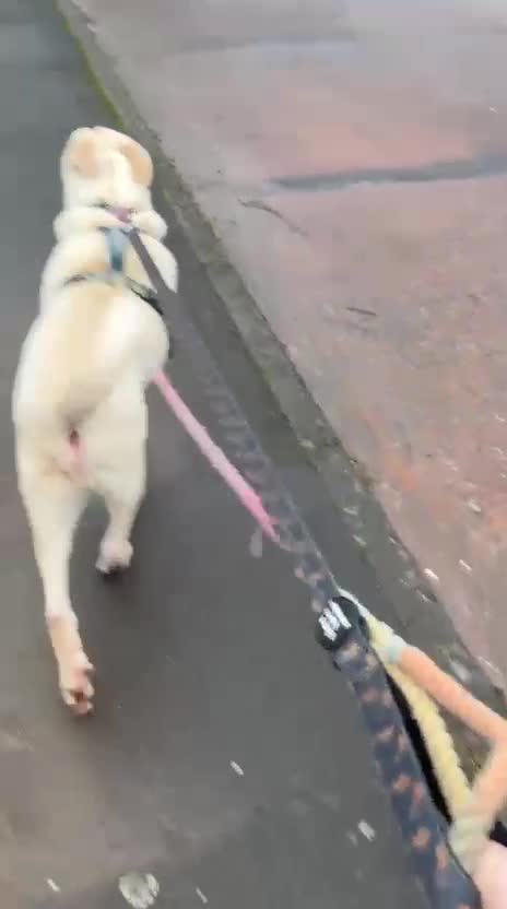 Mixed Breed dogs for sale: Awesome Oliver - Video 3