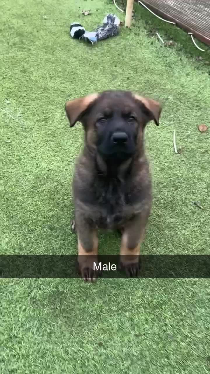 German Shepherd dogs for sale: 1 beautiful female German shepher kc reg working - Video 1