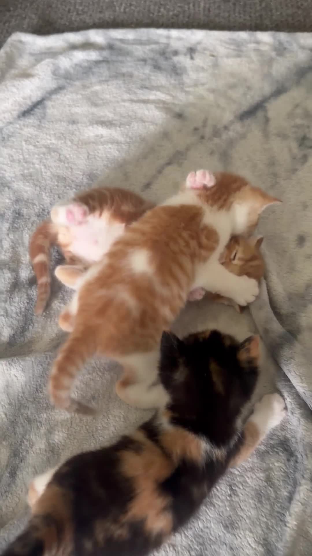 Mixed Breed cats for sale: Ginger kittens  in Ilford - Video 1