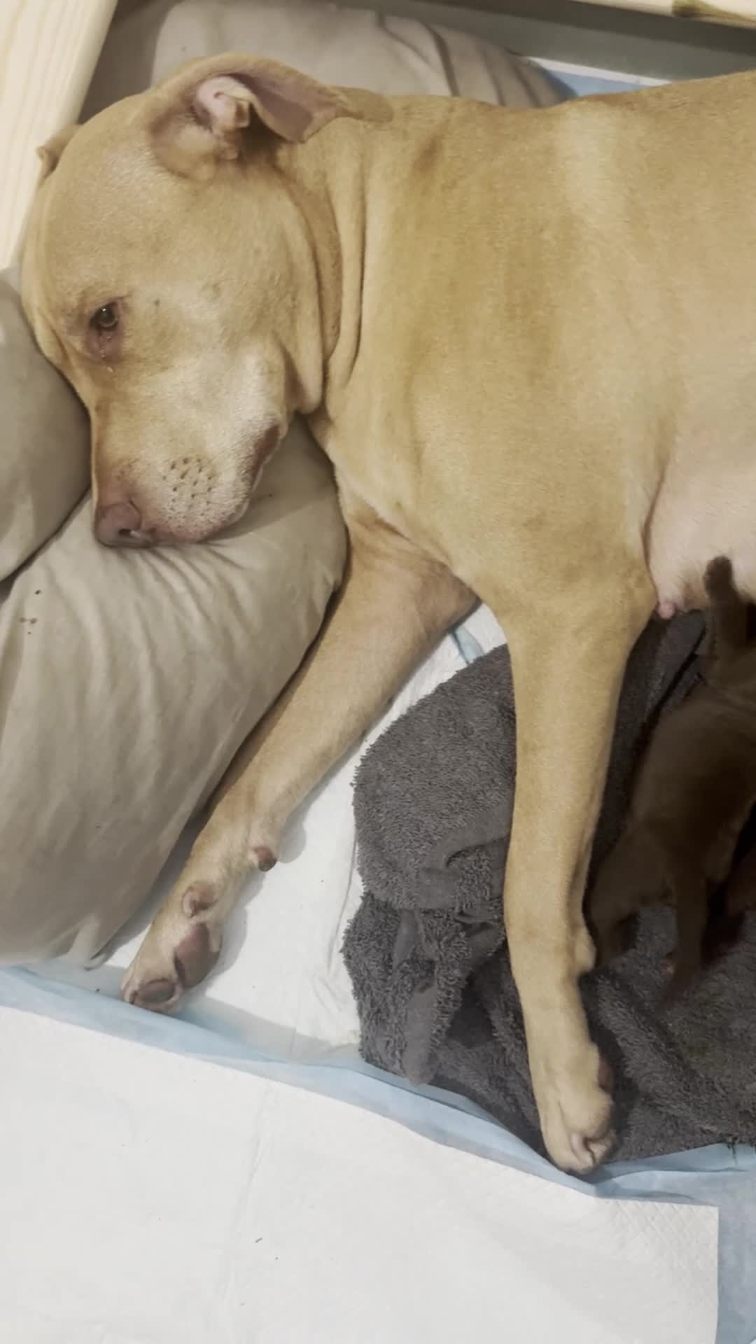 Mixed Breed dogs for sale: Beautiful Staffy/Viszla Puppies for Loving Homes - Video 2