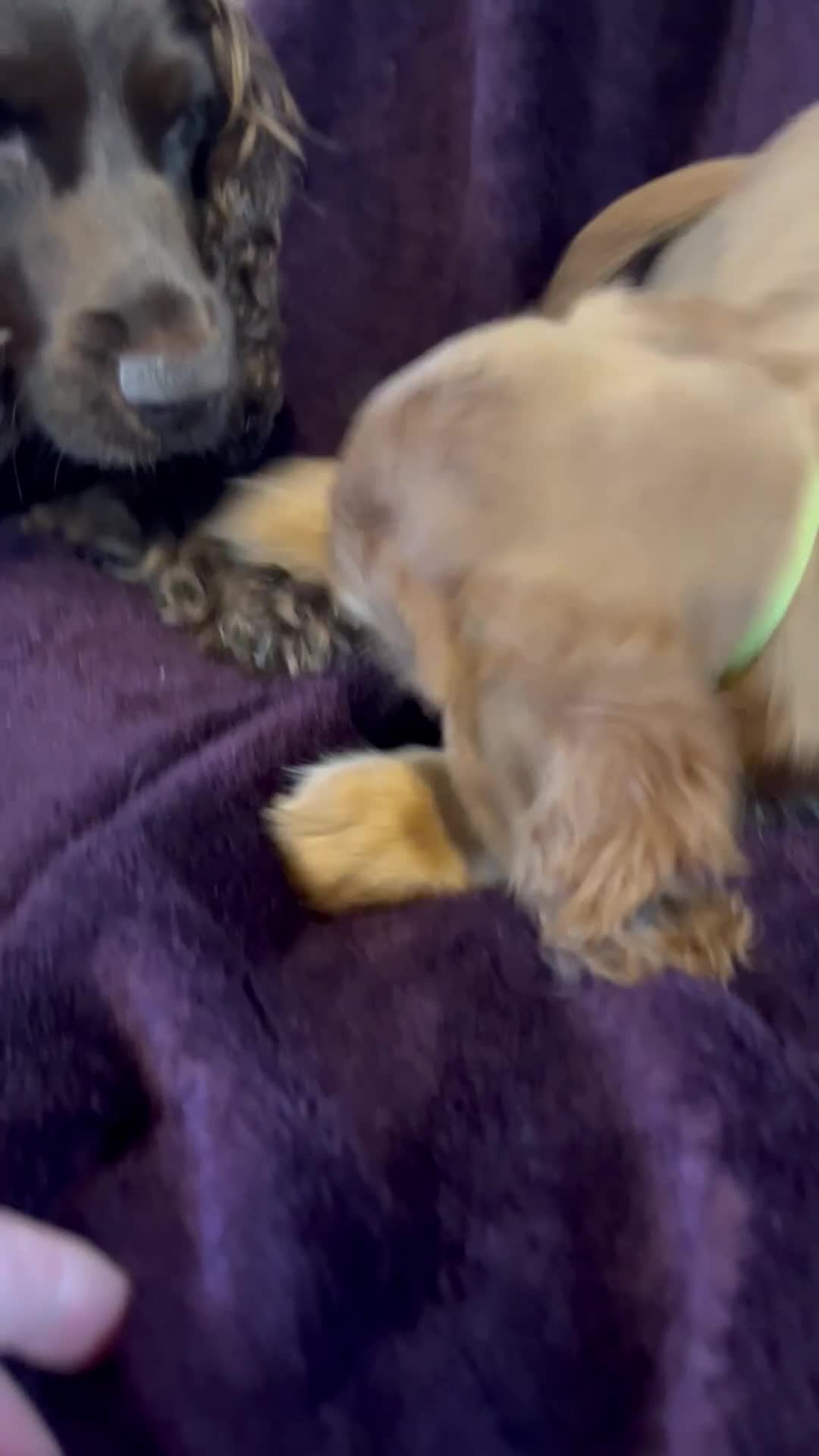 Cocker Spaniel dogs for sale: Working cocker spaniel puppies - Only 3x pups left - Video 1