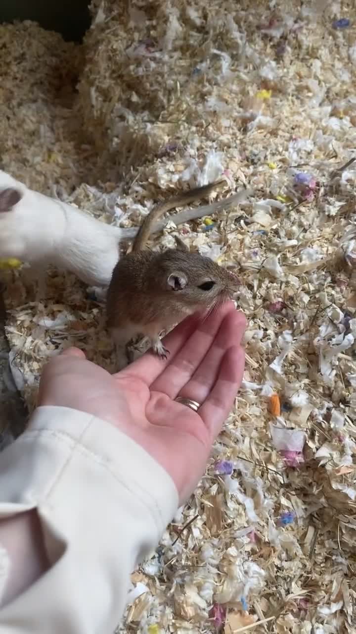 Gerbil rodents for sale: 4x Friendly Gerbils with huge cage full set up  - Video 2