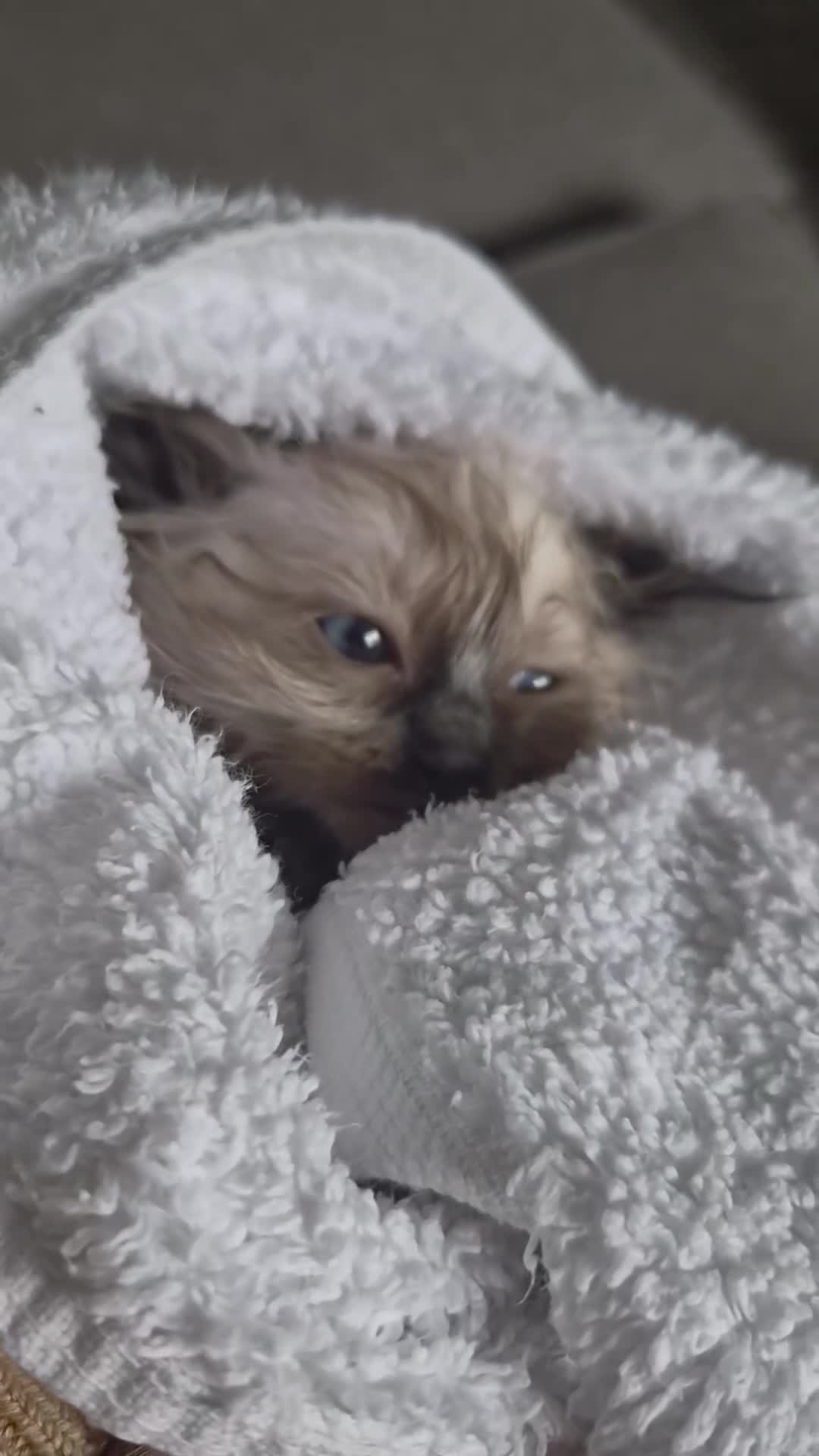 Ragdoll cats for sale: Ragdoll Kittens 😸 ♥️ - Video 5