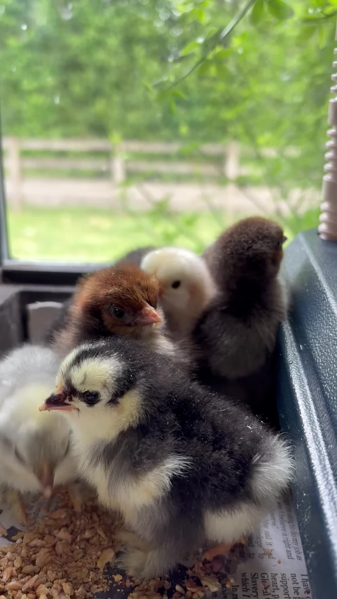 Chickens poultry for sale: Pekin Bantam chicks - Video 1