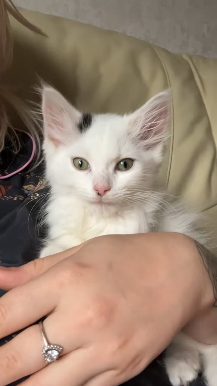 Bengal cats for sale: Bengal kitten & ragdoll cross kitten - Video 2
