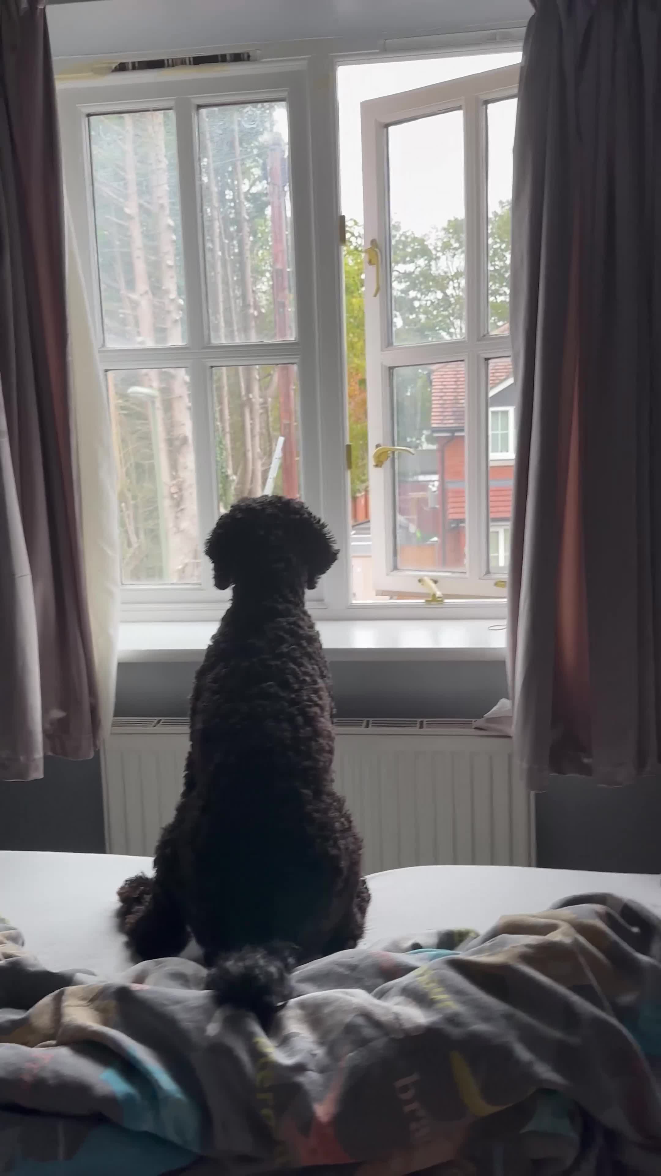 Cockapoo dogs for sale: Brother and sister in need of new home  in Addlestone - Video 5