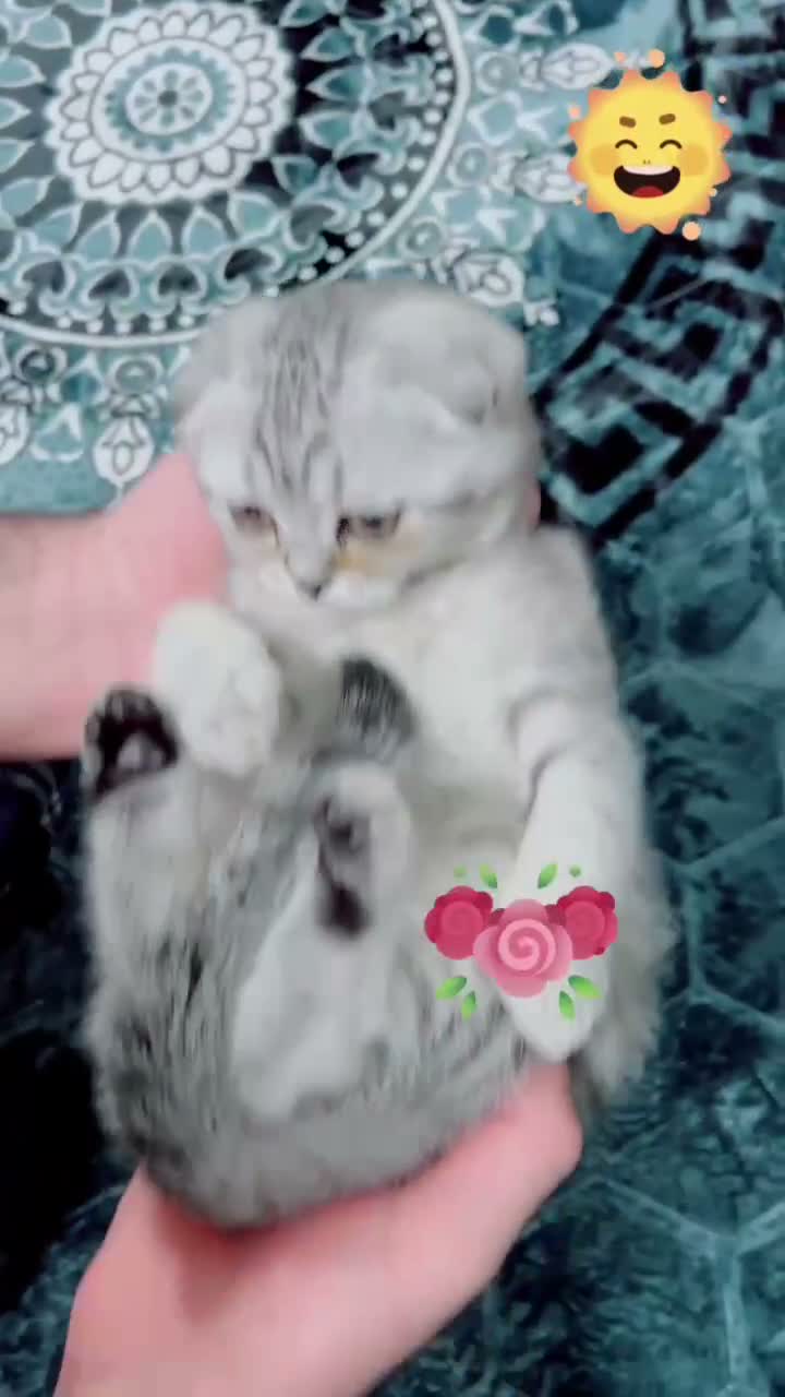 Scottish Fold cats for sale: Beautiful CAT for sale - Video 2