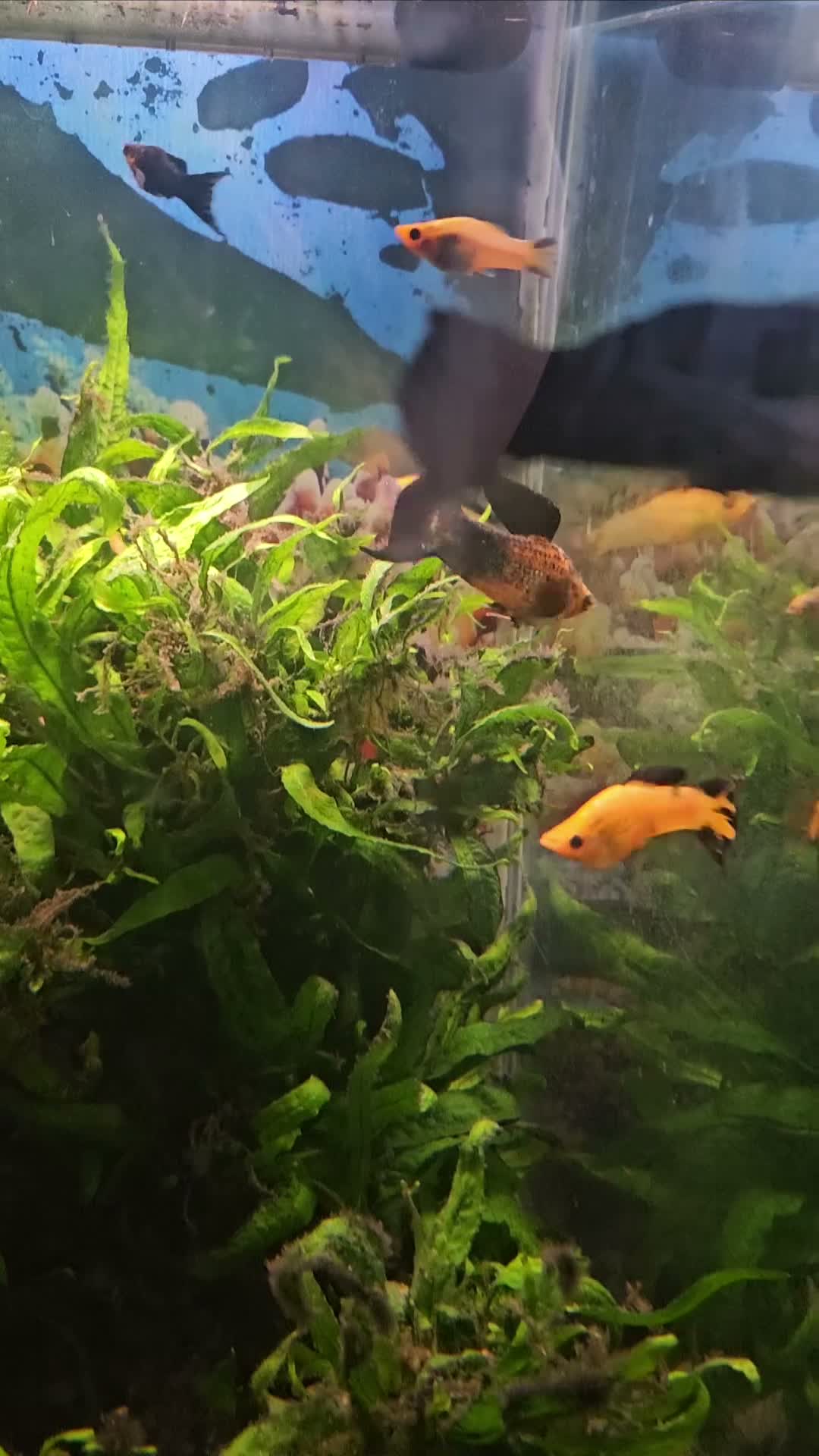 Mollies fish for sale: Mollies - Lots of colours  in Ashington - Video 1