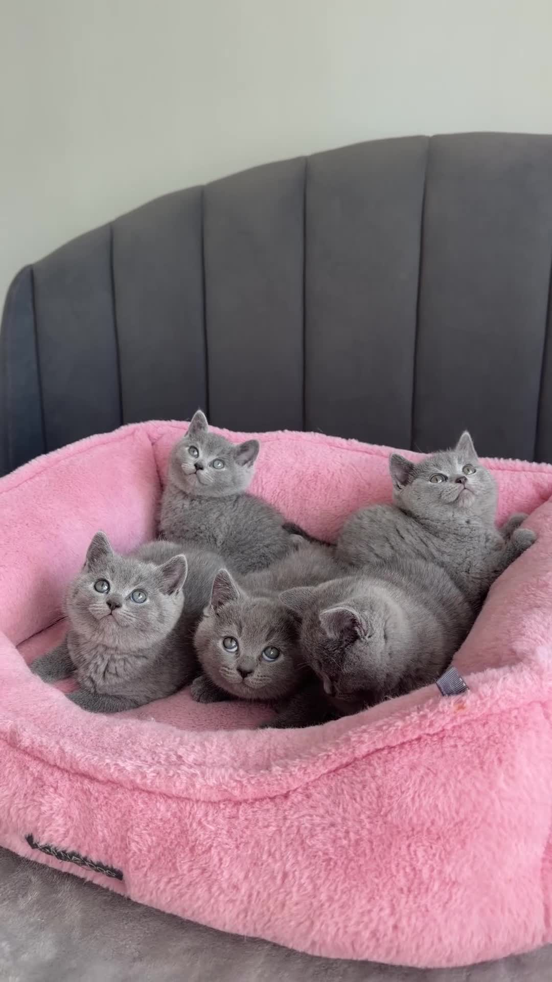 British Shorthair cats for sale: British shorthair kittens - Video 1