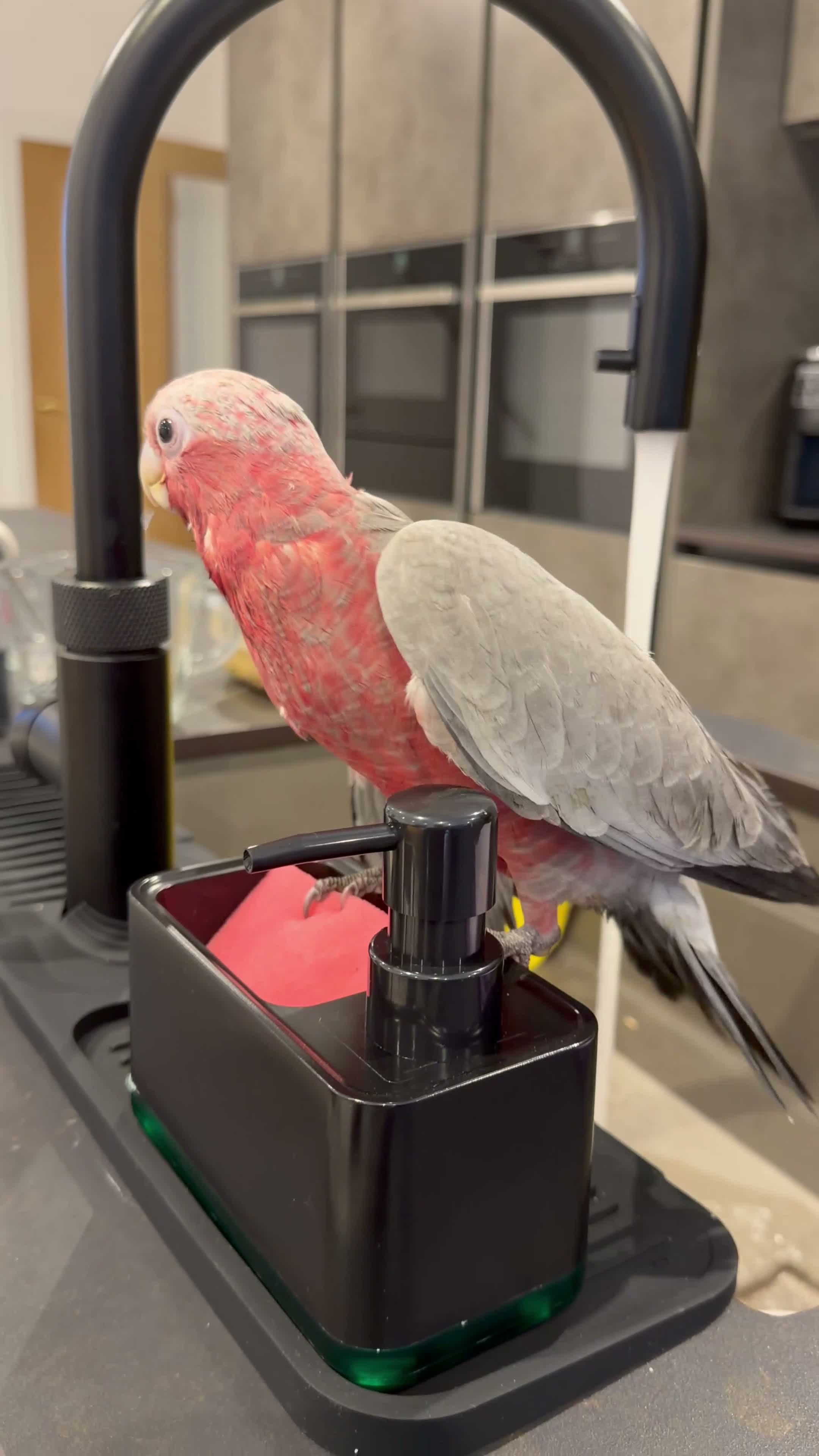 Cockatoo birds for sale: ***Deposit secured*** Silly Tame Galah Cockatoo  - Video 3