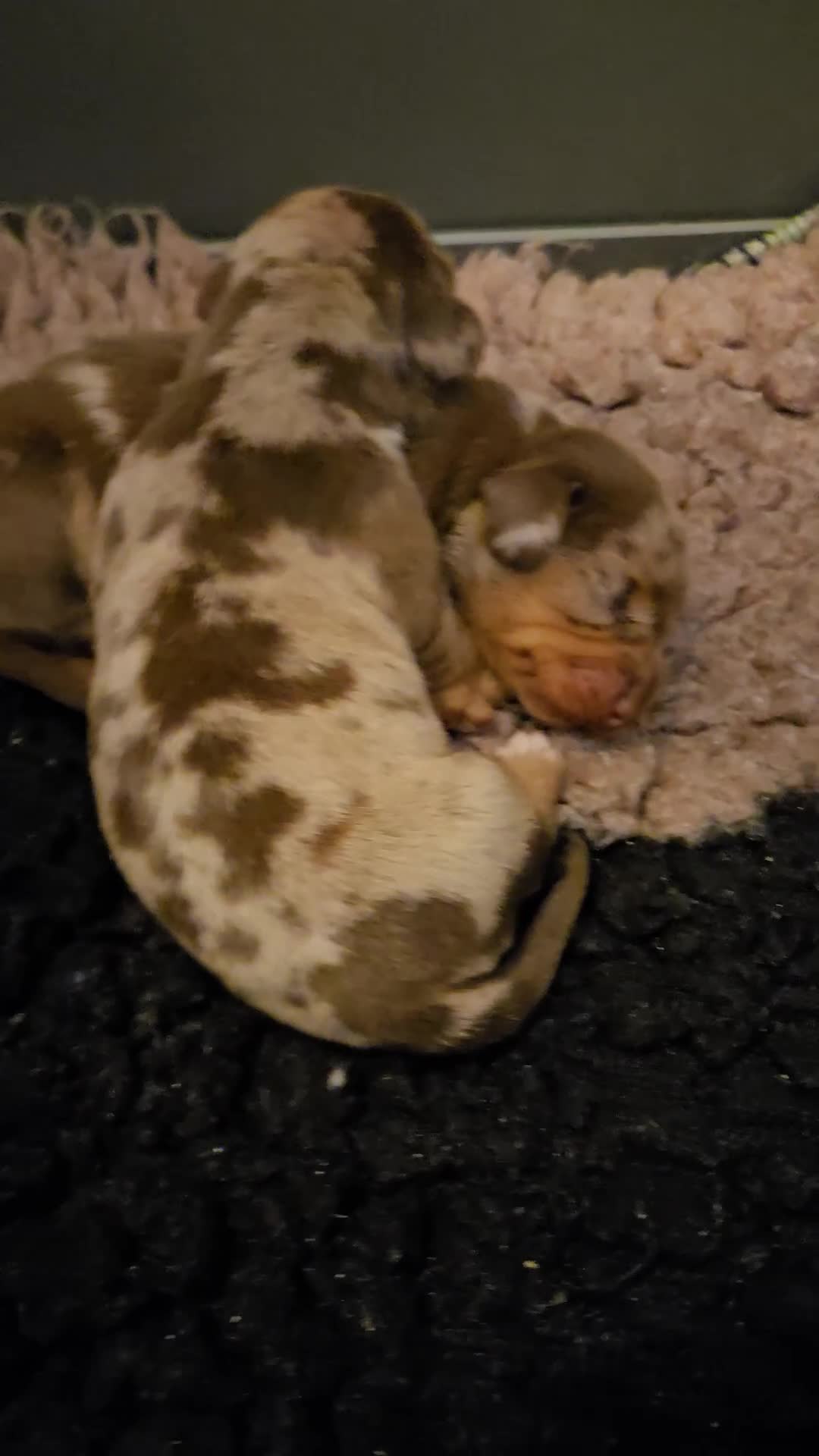 Miniature Dachshund dogs for sale: Gorgeous smooth hair litter - Video 1