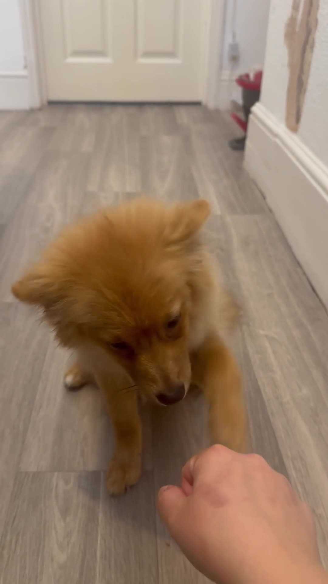 Pomeranian dogs for sale: Boy Pomeranian Puppy  - Video 2