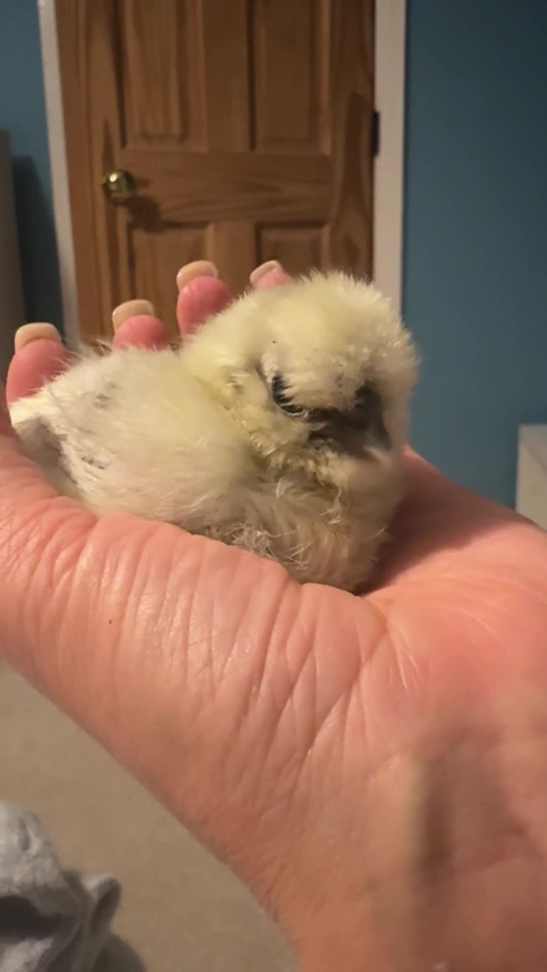 Chickens poultry for sale: 3 silkies available  in Shepton Mallet - Video 1