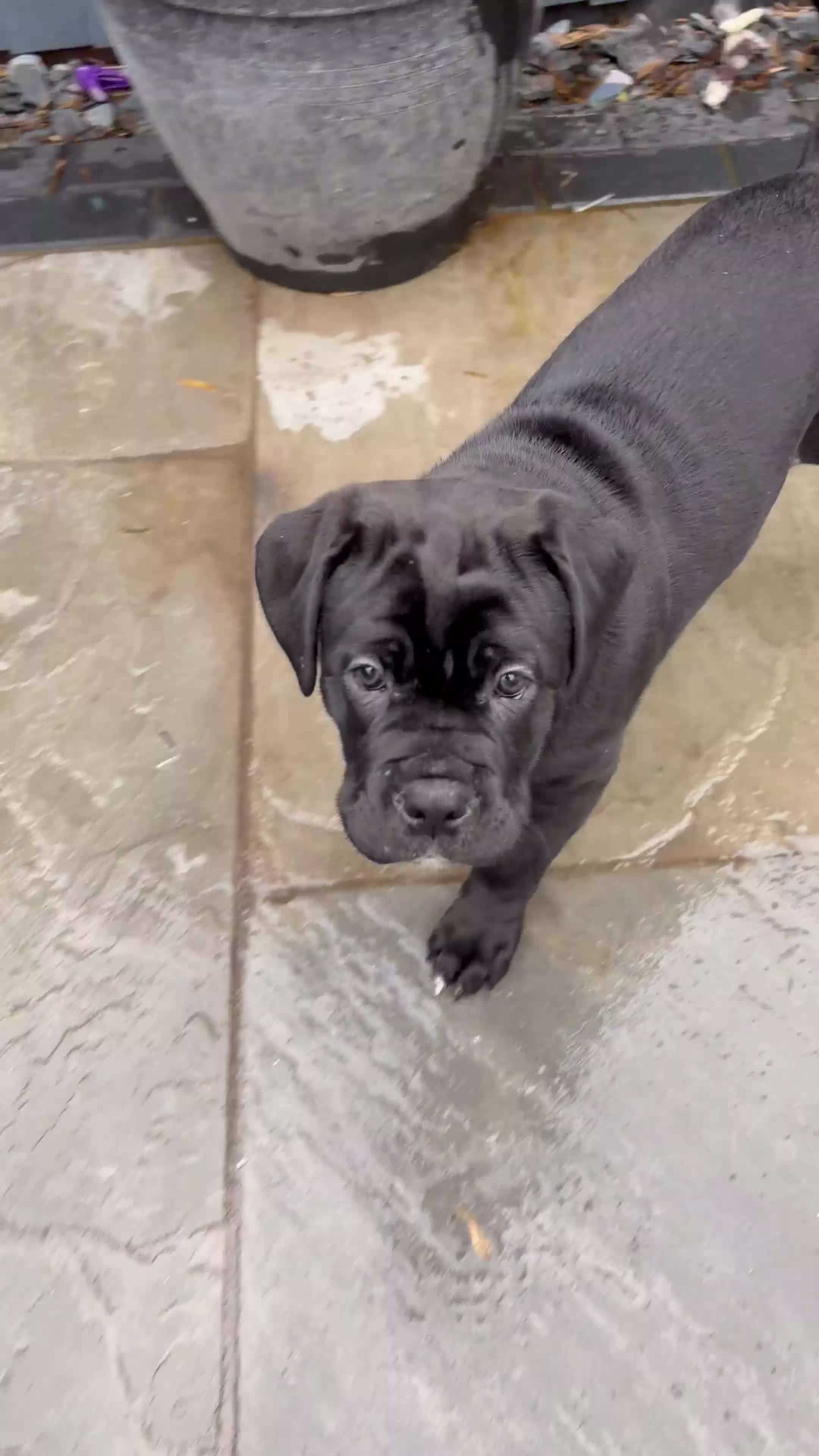 Cane Corso dogs for sale:  Health-Tested Cane Corso Puppies 🐾 - Video 4