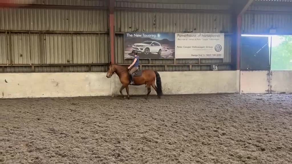 New Forest horses for sale: Fabulous prospects  in Fareham - Video 2