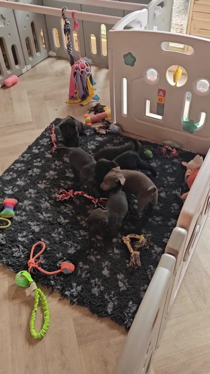 Labrador Retriever dogs for sale: THE LAST 4 KC HEALTH TESTED LABS READY TO NOW.  - Video 3