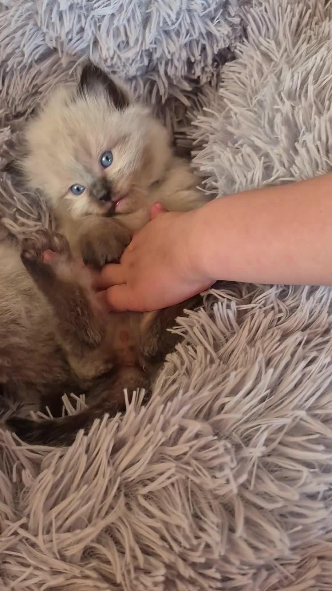Ragdoll cats for sale: 3 beautiful fluffy ragdoll kittens - Video 1