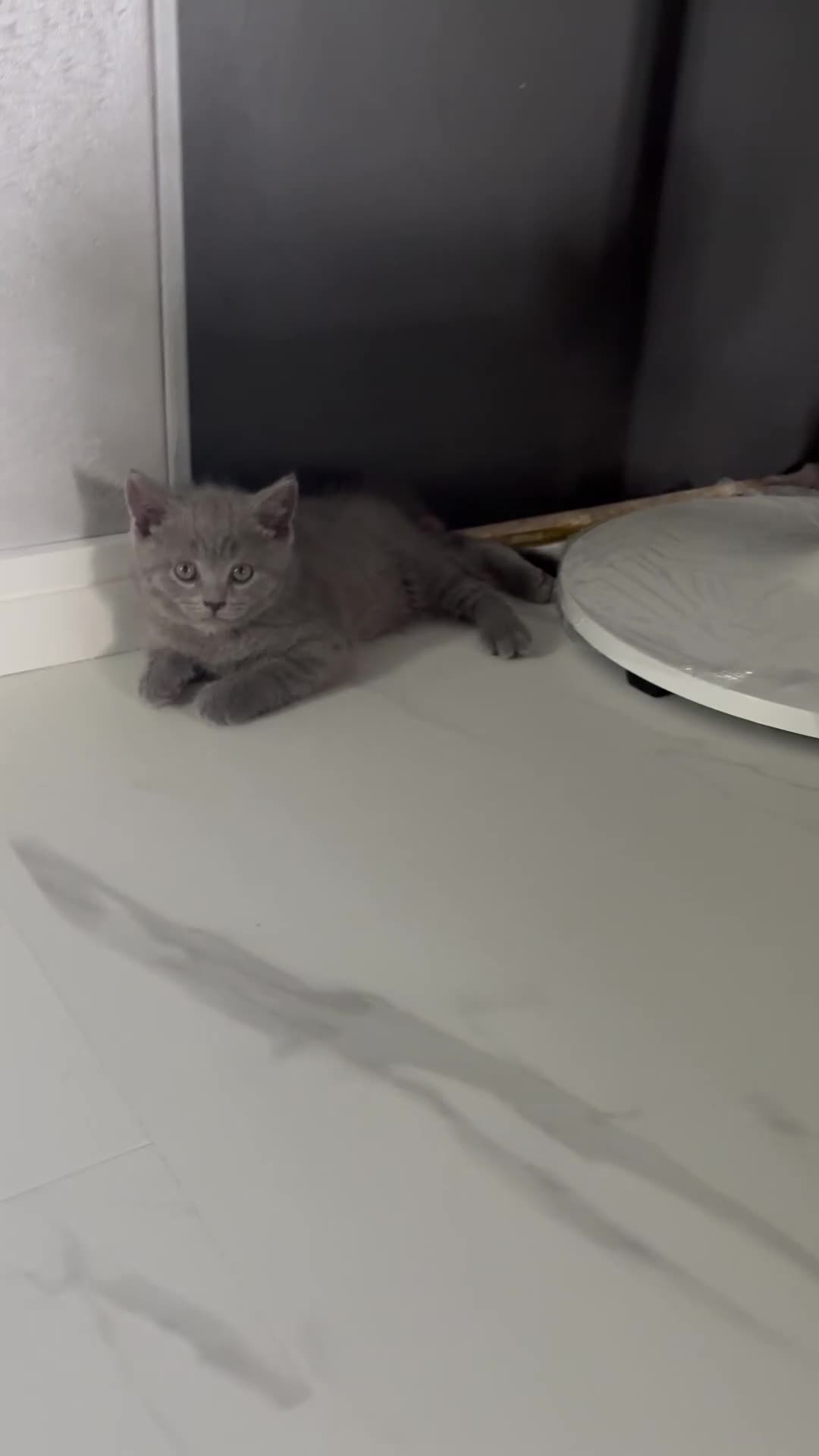 Scottish Fold cats for sale: 🐾4 Beautiful Scottish Fold Kittens🐾 - Video 3