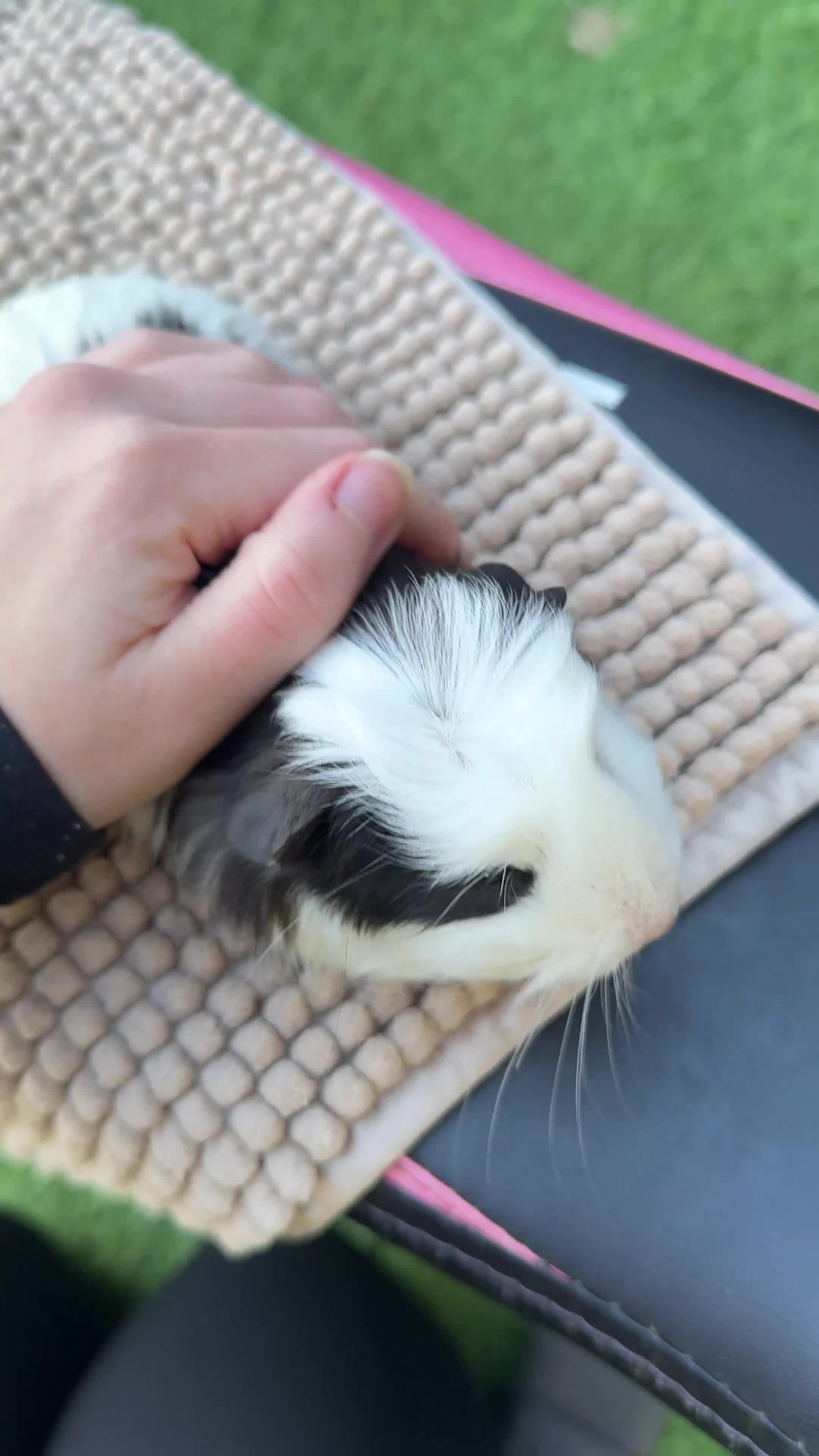 Guinea Pig rodents for sale: Bonded Boy Pigs - Video 1