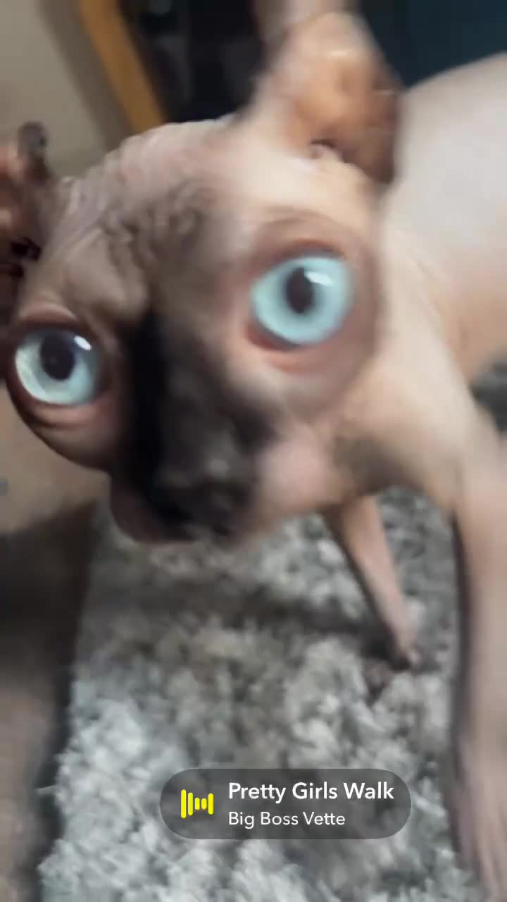 Sphynx cats for stud: Male stud wanted  - Video 1