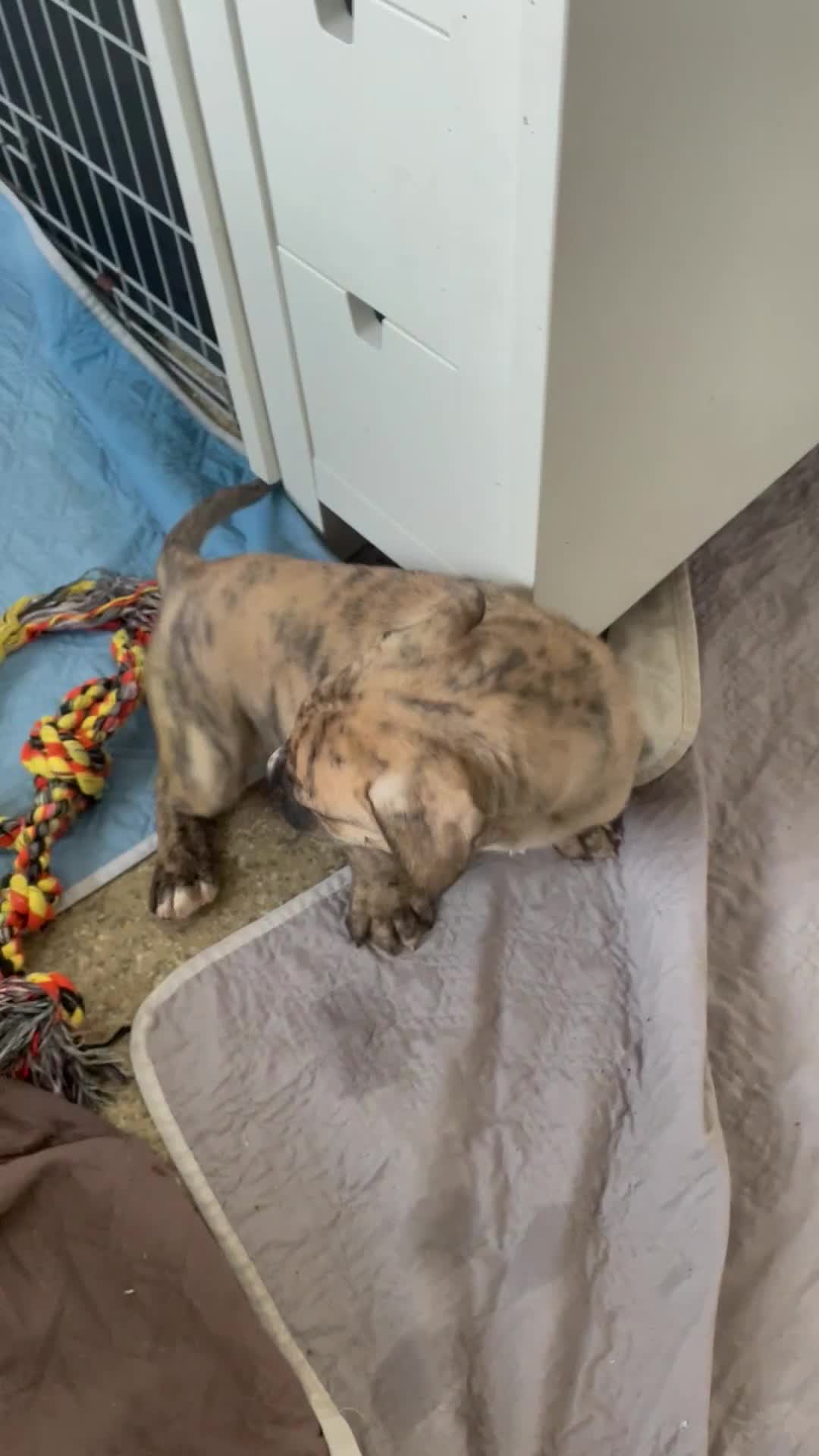 Mixed Breed dogs for sale: READY TO LEAVE! Presa X Doberman- 4 remaining!! - Video 1