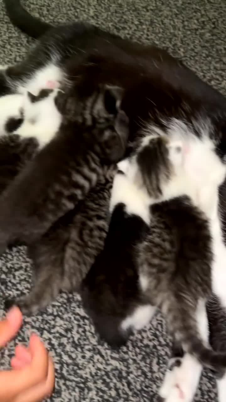 Mixed Breed cats for sale: 7 beautiful kittens available 🐱  - Video 1