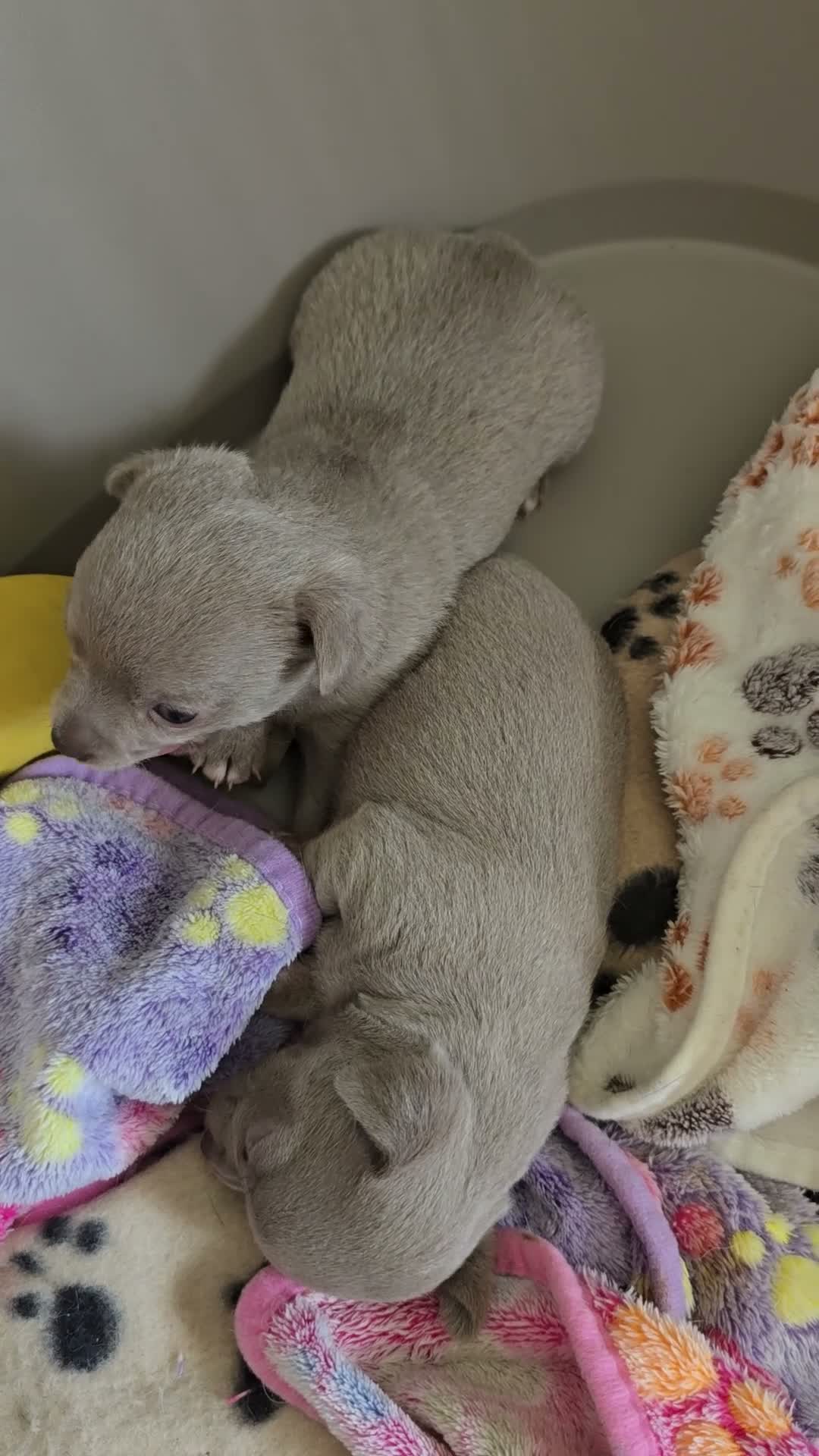 Chihuahua dogs for sale: Lilac Chihuahua Puppies  in Saint Helens - Video 2