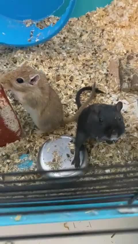 Gerbil rodents for sale: Gerbils - male pair in Treorchy - Video 1