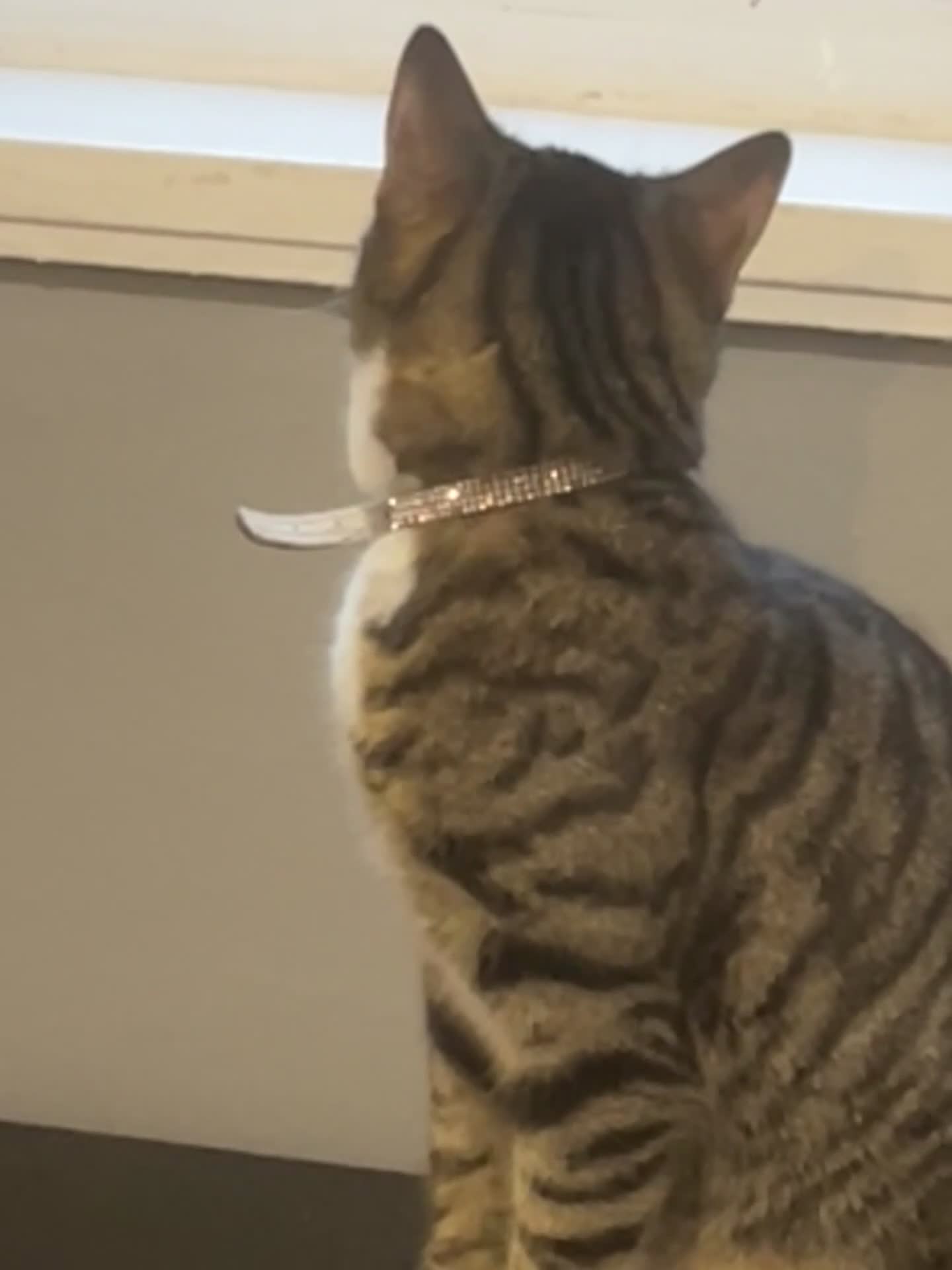 Mixed Breed cats for sale: Tabby kitten - Video 2