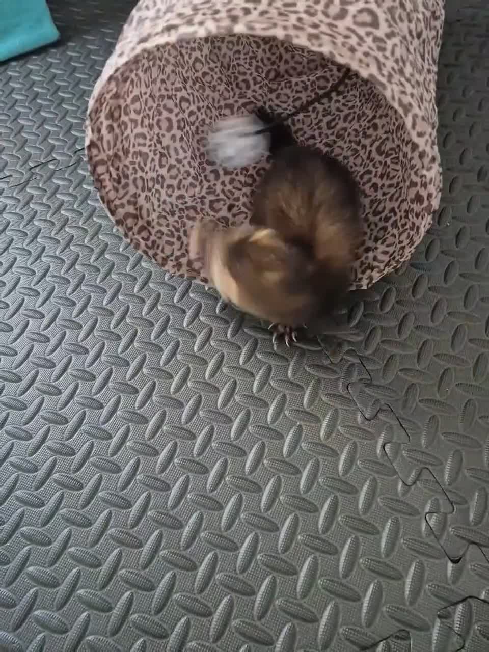 Ferret rodents for sale: Male ferret, around 10/11 weeks old in Rotherham - Video 1
