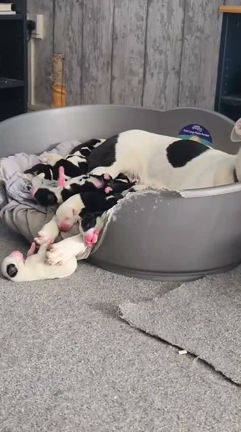 Border Collie dogs for sale: Border collie pups - Video 2