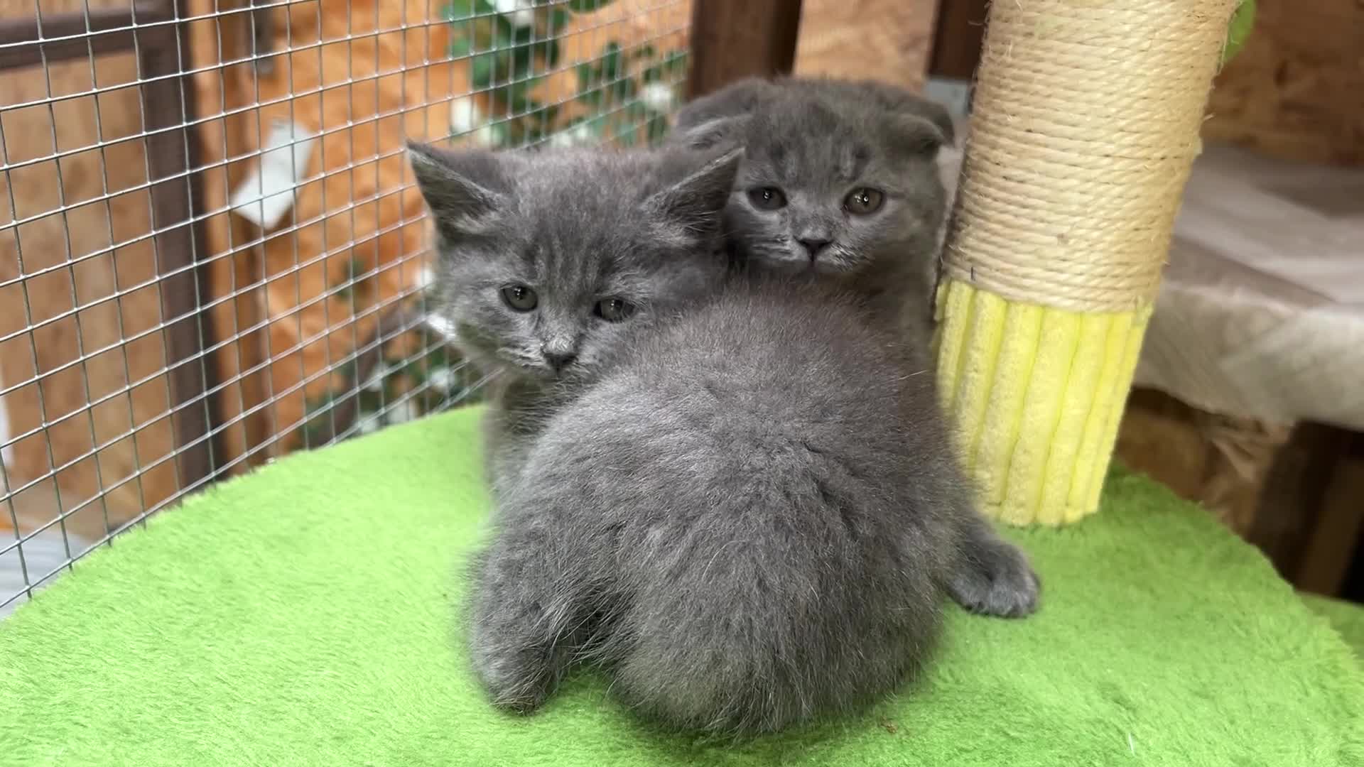 Mixed Breed cats for sale: 😍British Shorthair &Maine Coon 😍 - Video 2