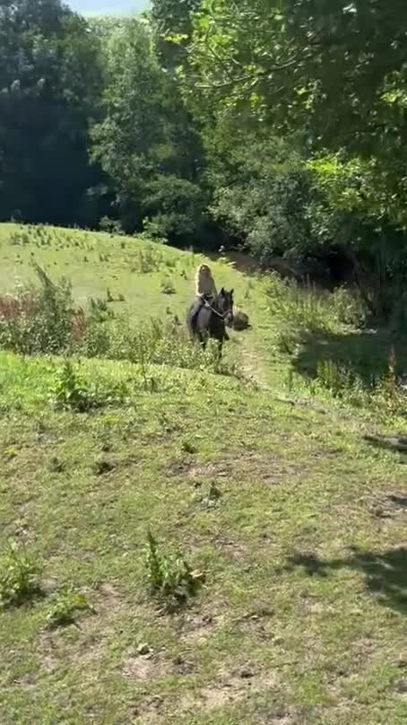 Irish Thoroughbred horses for sale: Thoroughbred and Dartmoor for sale - Video 2