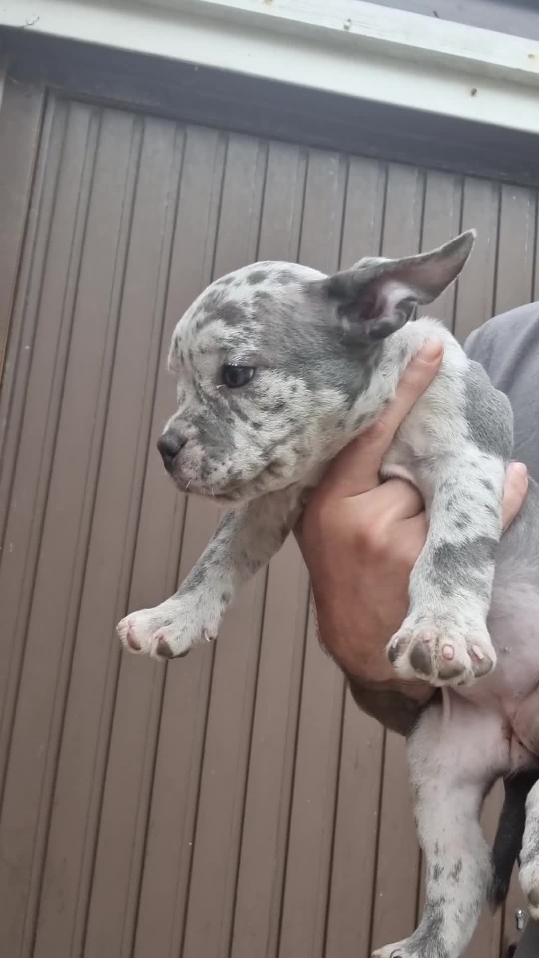 American Bully dogs for sale: David  - Video 2