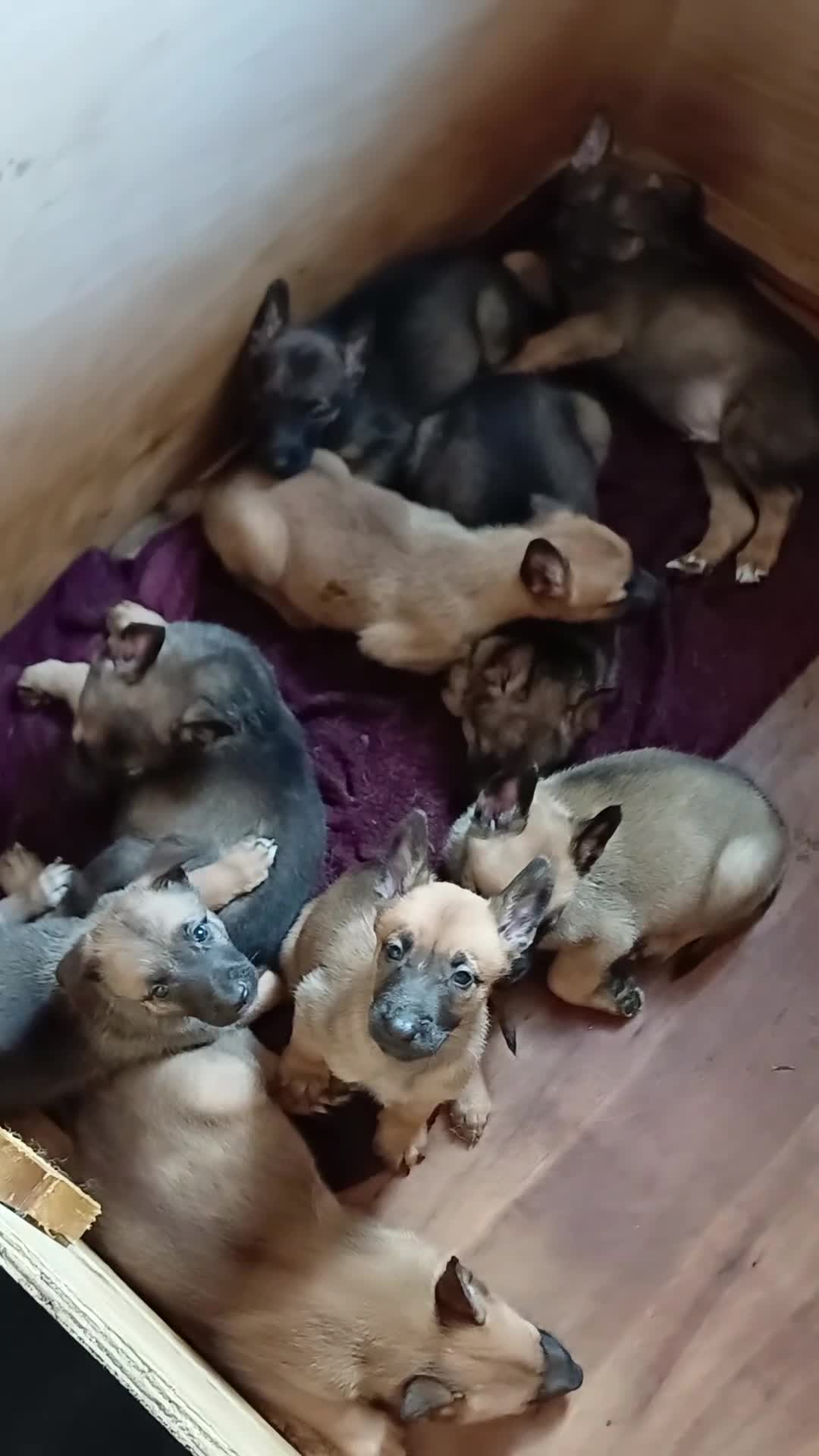 Belgian Shepherd Dog dogs for sale: Good quality Malicious puppies  in Nelson - Video 1